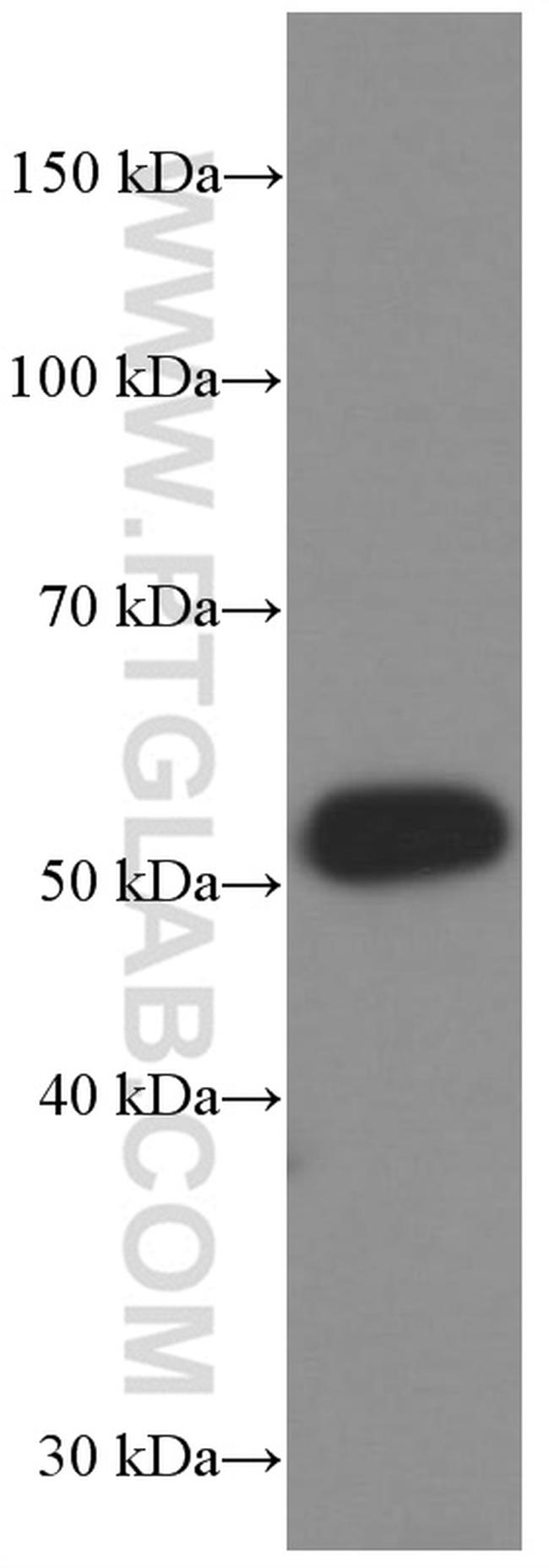 GDF10 Antibody in Western Blot (WB)