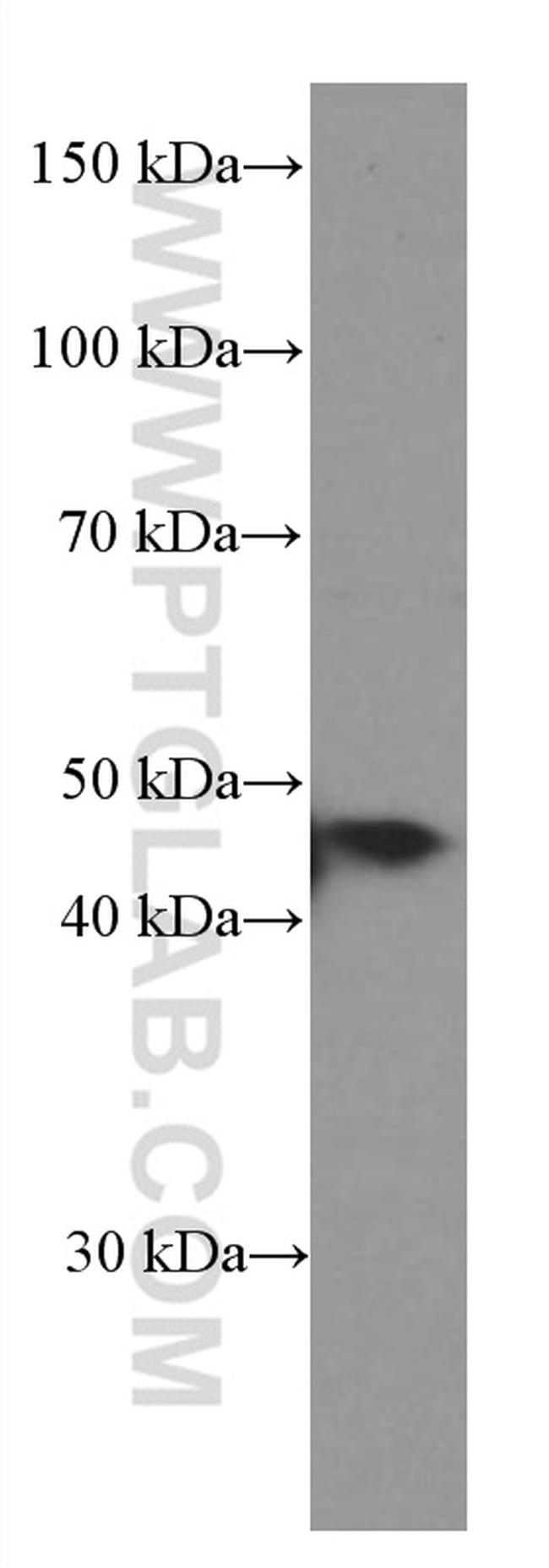NFE2 Antibody in Western Blot (WB)