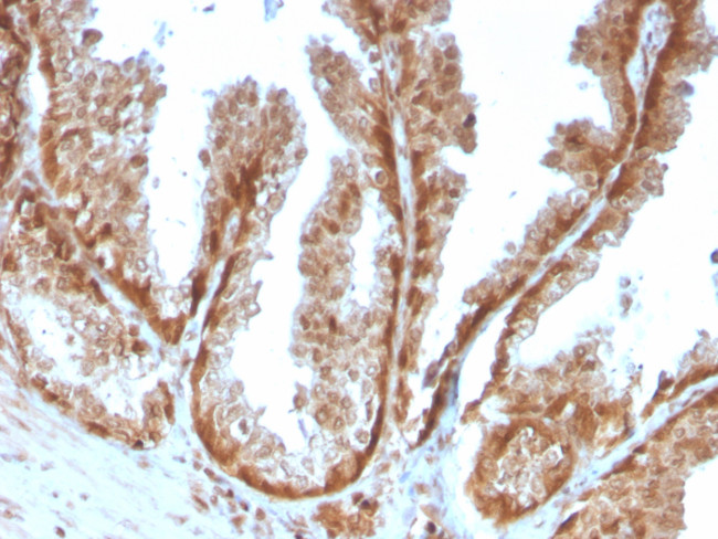 Superoxide Dismutase 1 (SOD1) (Antioxidant Enzyme) Antibody in Immunohistochemistry (Paraffin) (IHC (P))