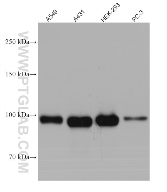 EZH2 Antibody in Western Blot (WB)