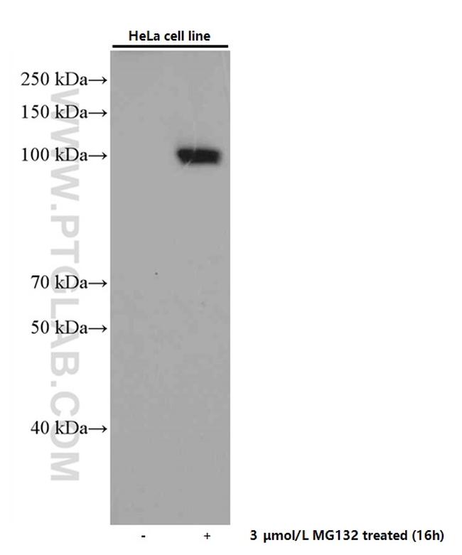 NRF2/NFE2L2 Antibody in Western Blot (WB)