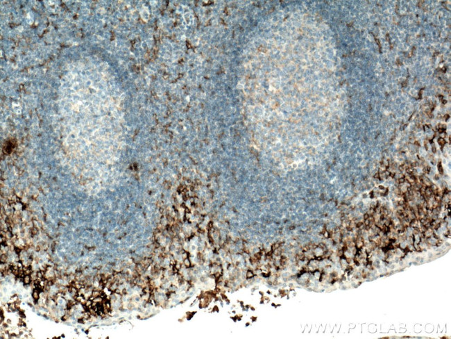 FCGR2A / CD32a Monoclonal Antibody (1D3F1) (66529-1-IG)