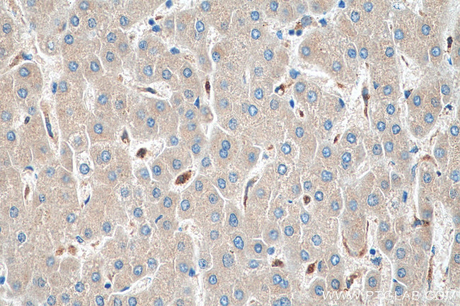 COX4NB Antibody in Immunohistochemistry (Paraffin) (IHC (P))