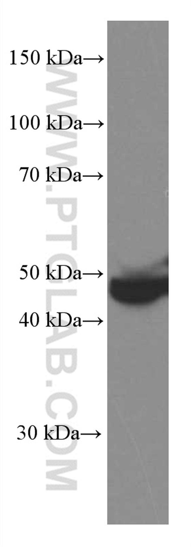 PEDF Antibody in Western Blot (WB)