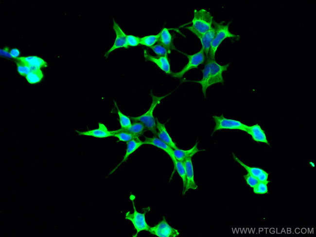 EGLN1 Antibody in Immunocytochemistry (ICC/IF)