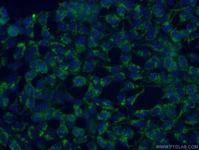 MRPL23 Antibody in Immunocytochemistry (ICC/IF)