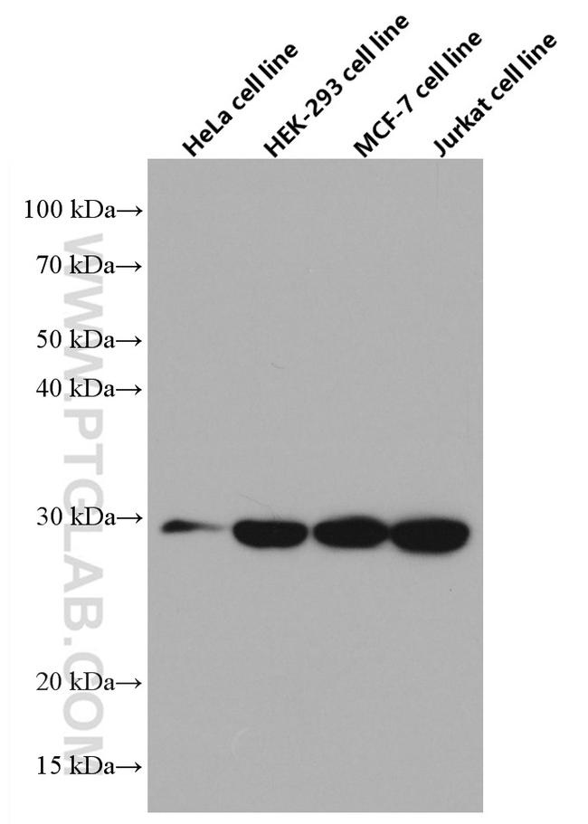 CHCHD6 Antibody in Western Blot (WB)