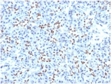 SOX9/SRY-box 9 Antibody in Immunohistochemistry (Paraffin) (IHC (P))