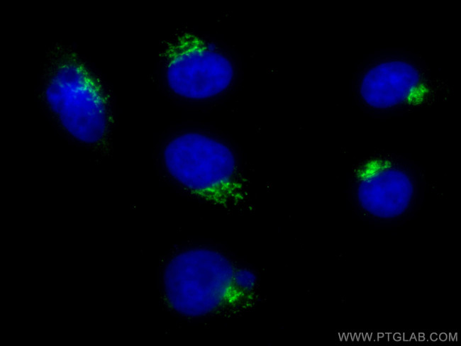 GORASP2 Antibody in Immunocytochemistry (ICC/IF)
