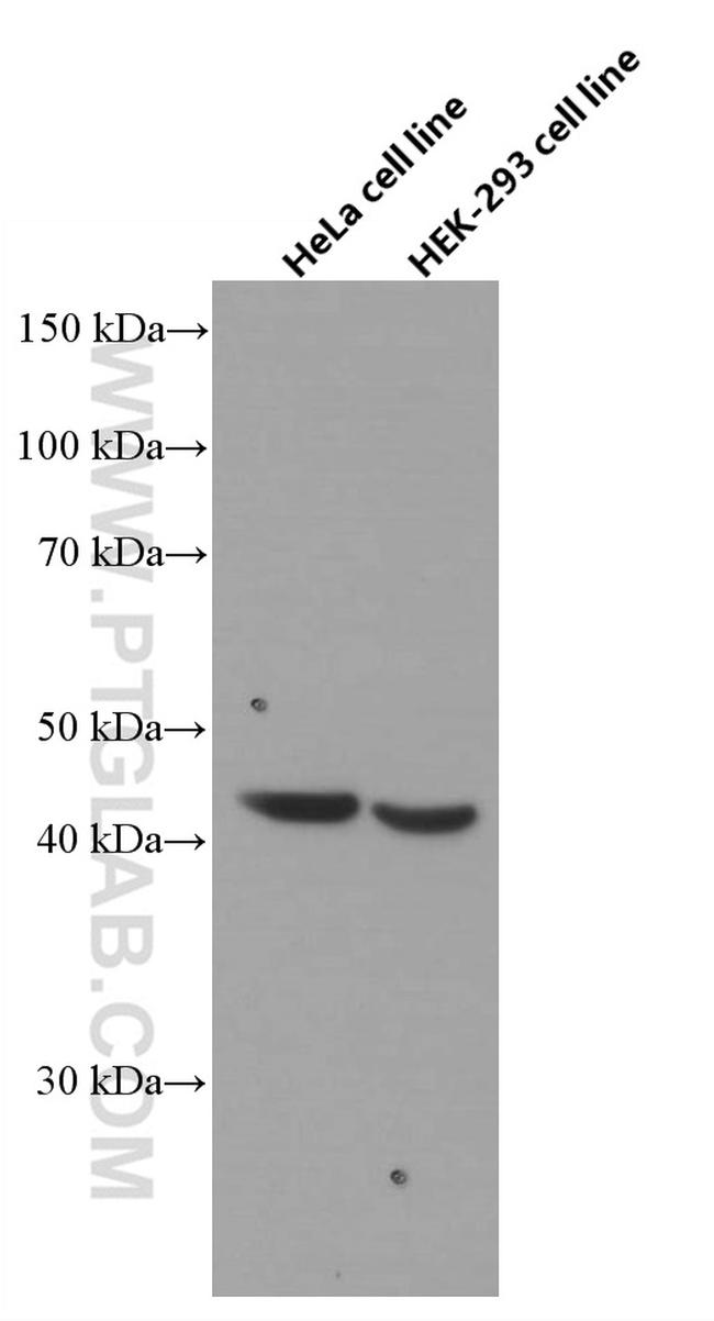 FANCL Antibody in Western Blot (WB)