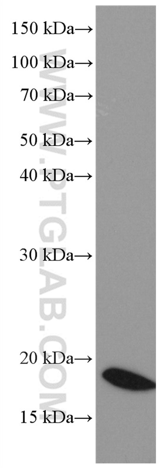 NEUROG1 Antibody in Western Blot (WB)