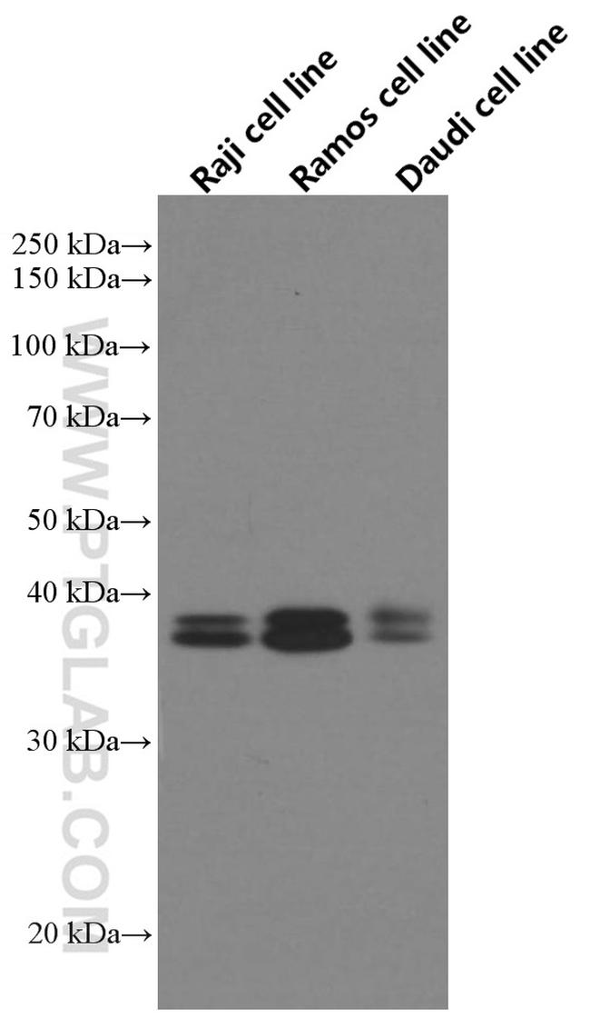 POU2AF1 Antibody in Western Blot (WB)