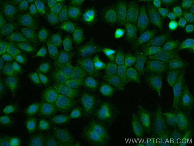 STK4 Antibody in Immunocytochemistry (ICC/IF)