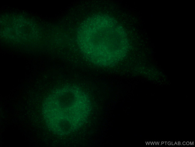 HMG20A Antibody in Immunocytochemistry (ICC/IF)