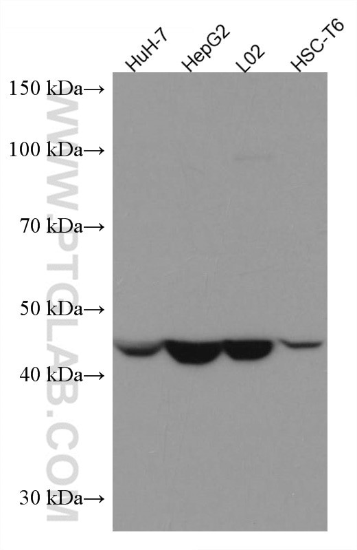 ASGR1 Antibody in Western Blot (WB)