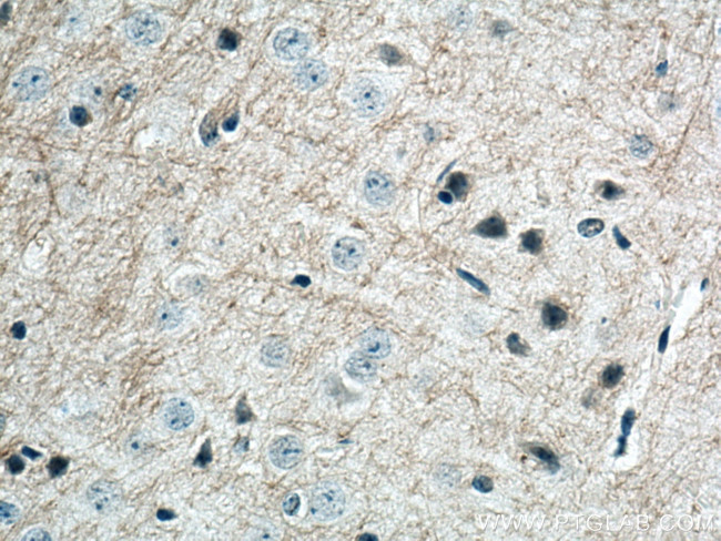 MAG Antibody in Immunohistochemistry (Paraffin) (IHC (P))