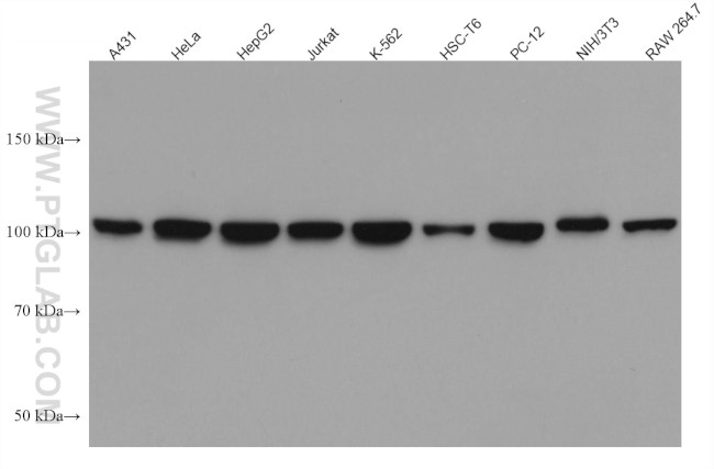 CRM1 Antibody in Western Blot (WB)