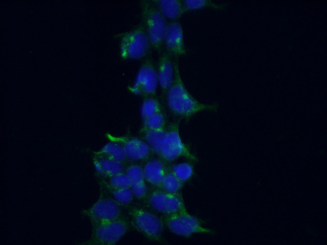CRACR2A Antibody in Immunocytochemistry (ICC/IF)