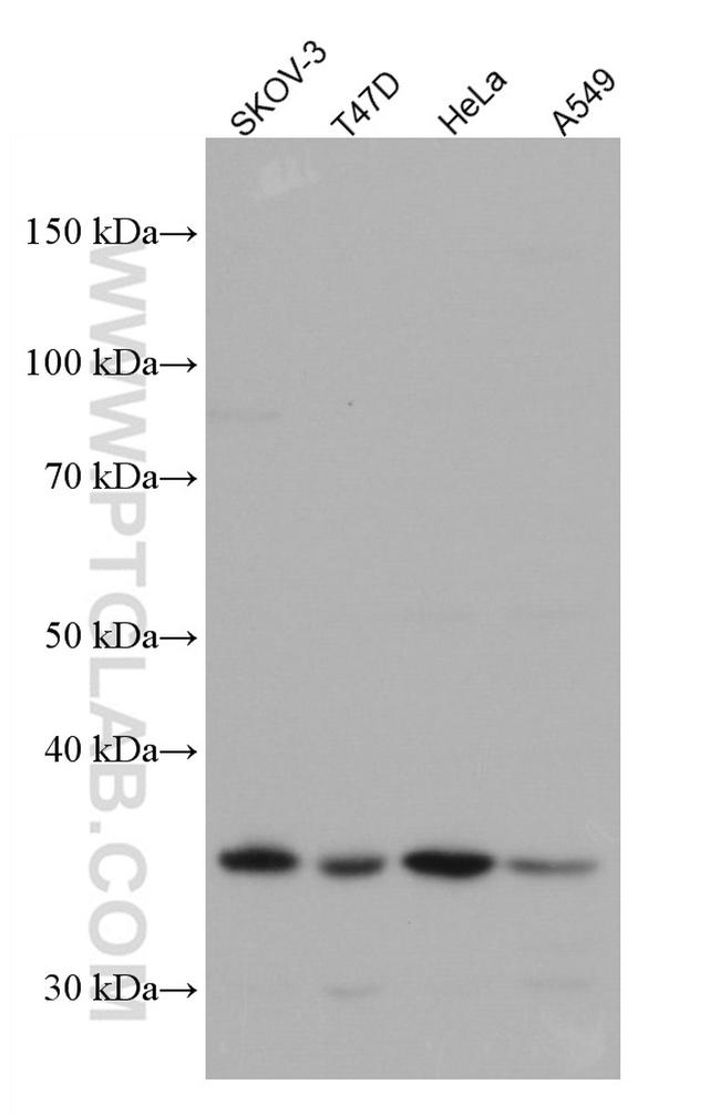VTCN1 Antibody in Western Blot (WB)