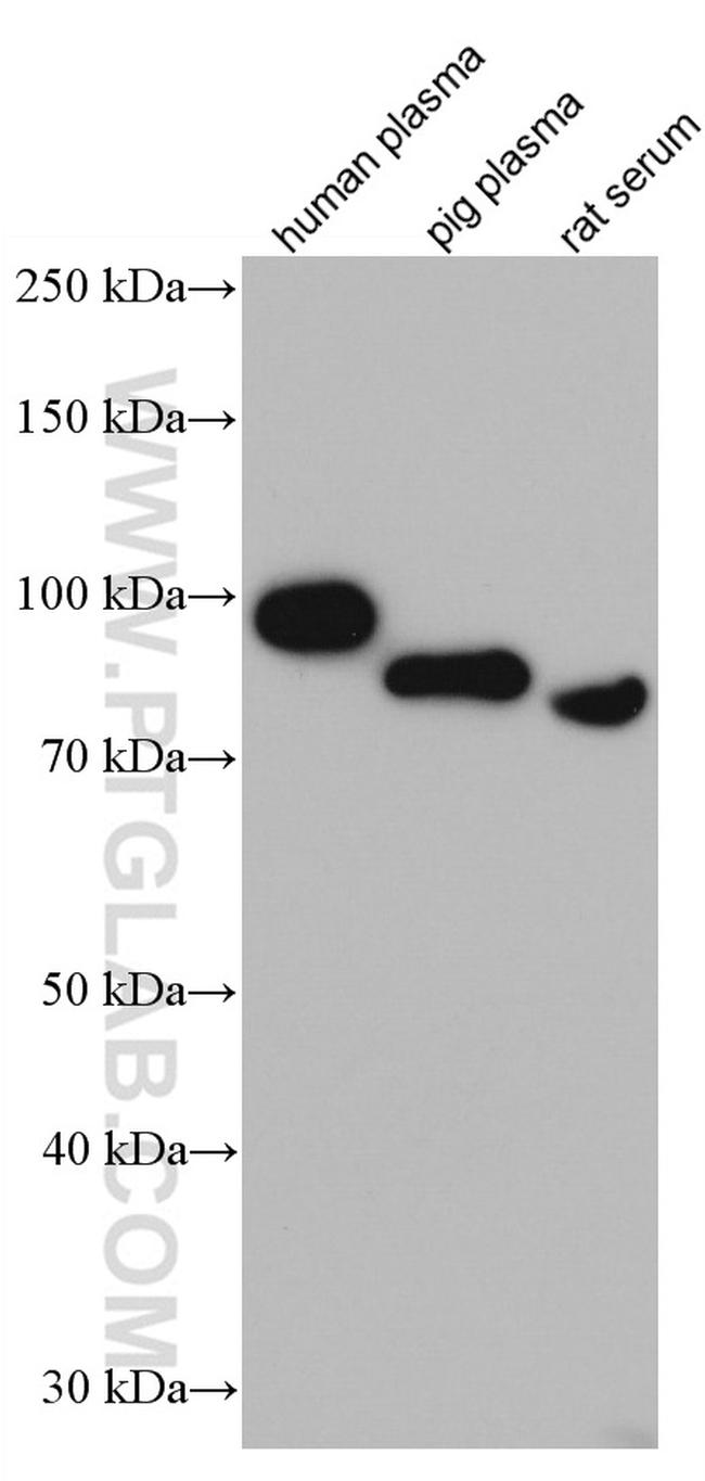 SERPING1/C1 Inactivator Antibody in Western Blot (WB)