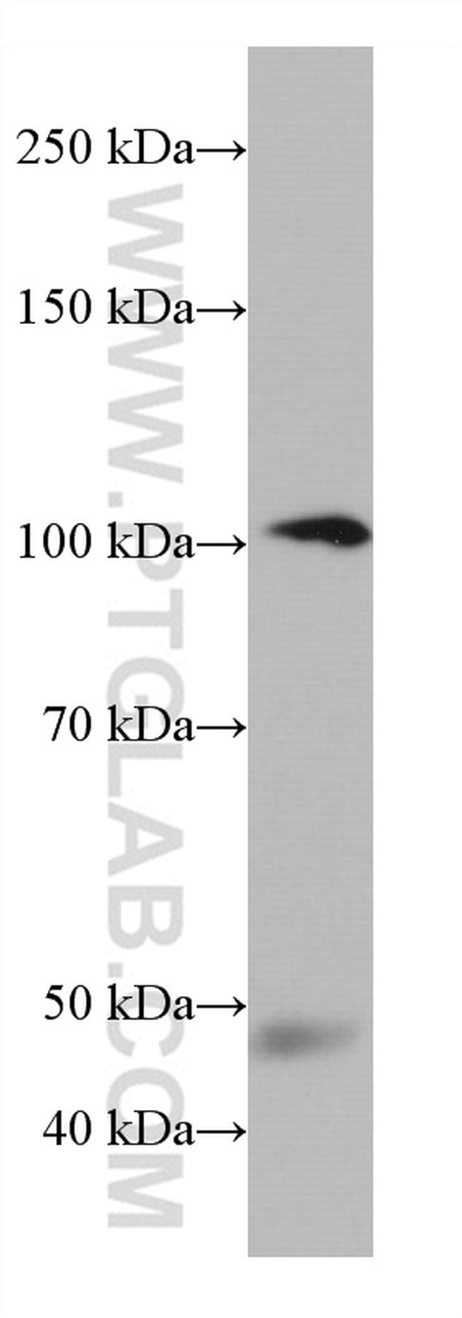 C7 Antibody in Western Blot (WB)