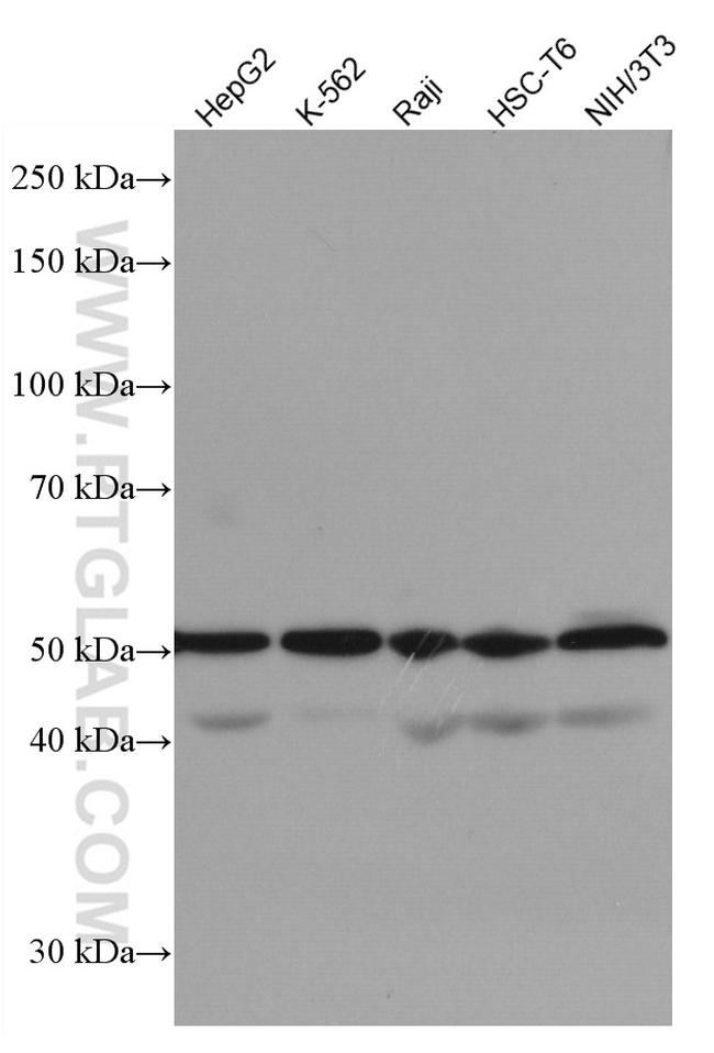 CDC25C Antibody in Western Blot (WB)