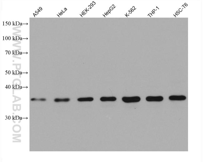 ARH Antibody in Western Blot (WB)