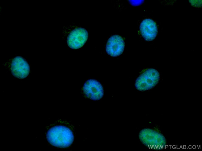 RDM1 Antibody in Immunocytochemistry (ICC/IF)
