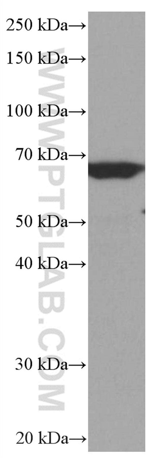 RELB Antibody in Western Blot (WB)