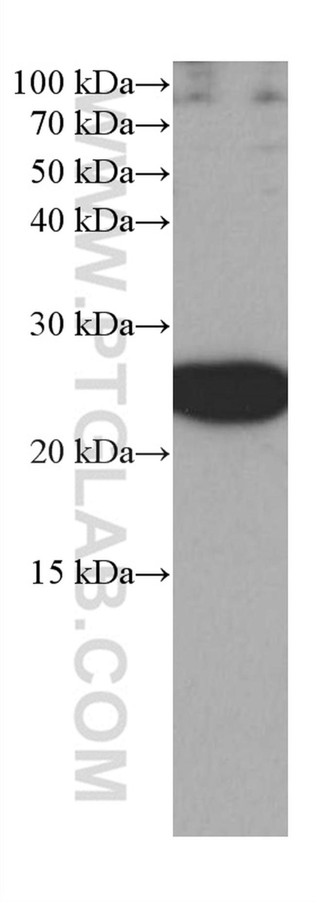 RRAS Antibody in Western Blot (WB)