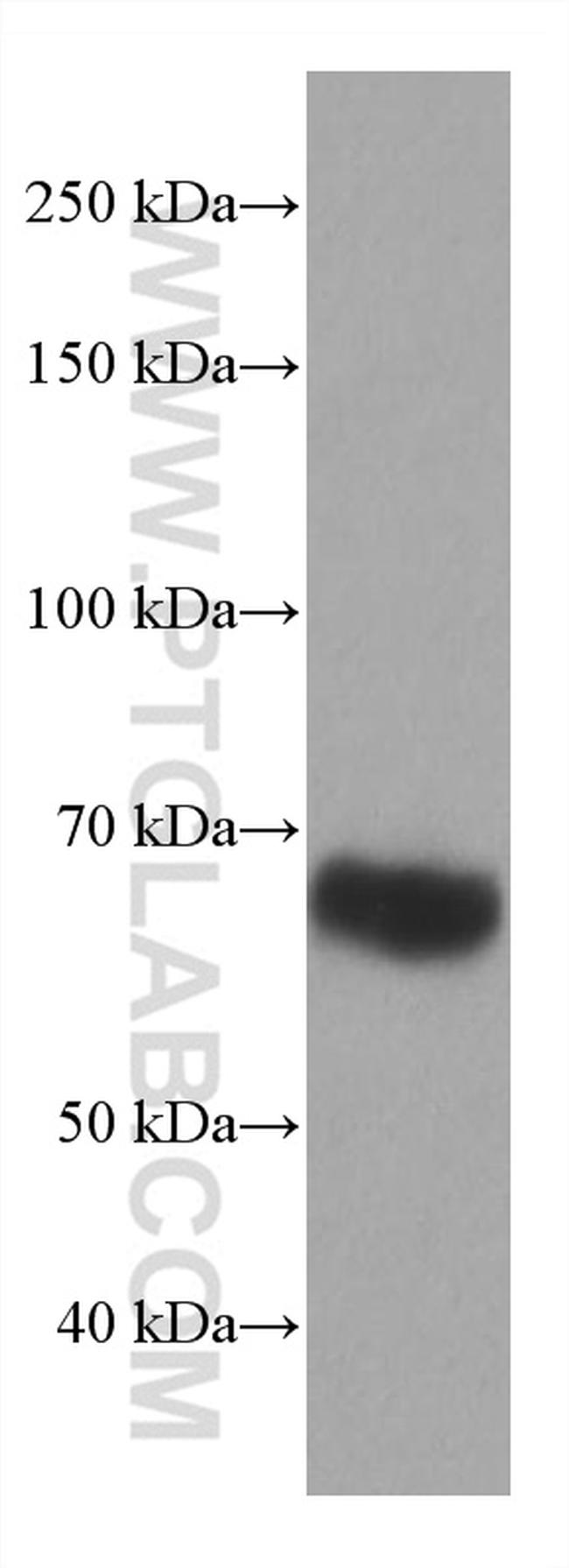 ICOSLG Antibody in Western Blot (WB)