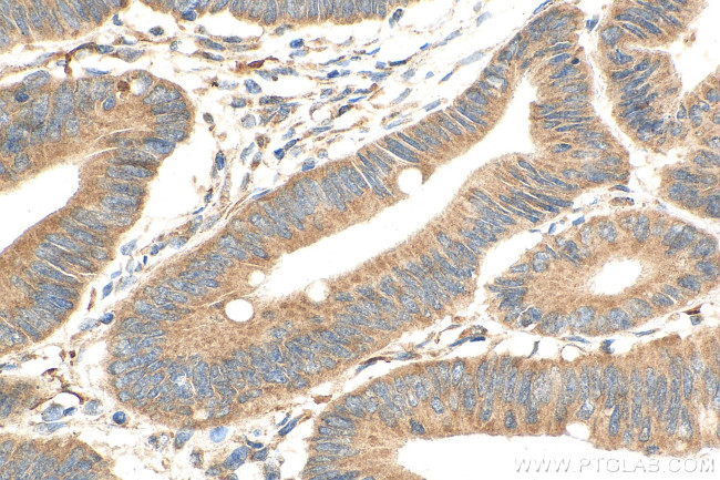 LSM12 Antibody in Immunohistochemistry (Paraffin) (IHC (P))