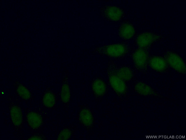 INTS3 Antibody in Immunocytochemistry (ICC/IF)