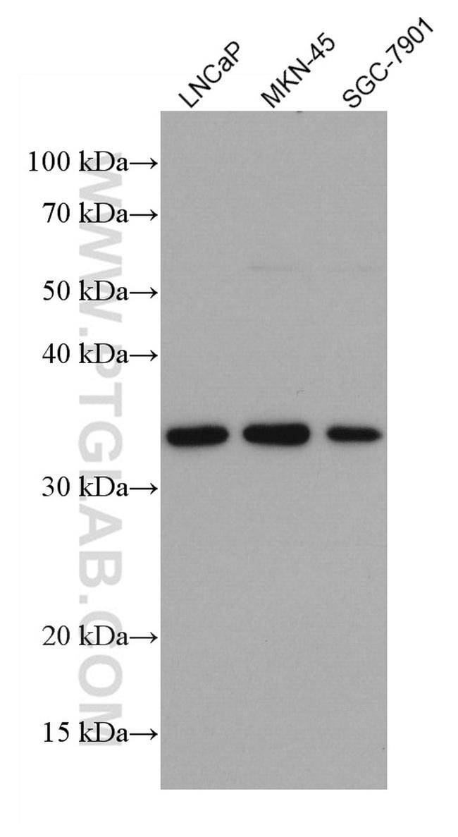 FRZB Antibody in Western Blot (WB)