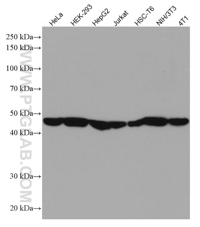 EIF3E Antibody in Western Blot (WB)