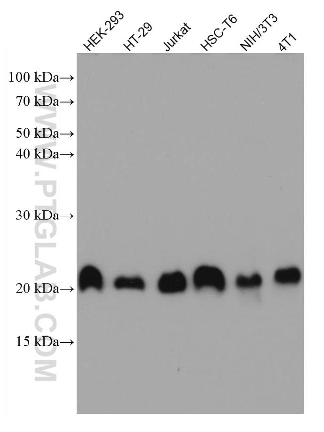 CNBP Antibody in Western Blot (WB)