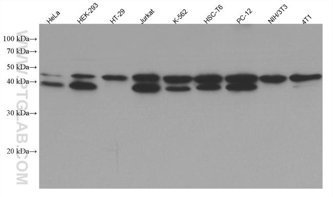 USF1 Antibody in Western Blot (WB)