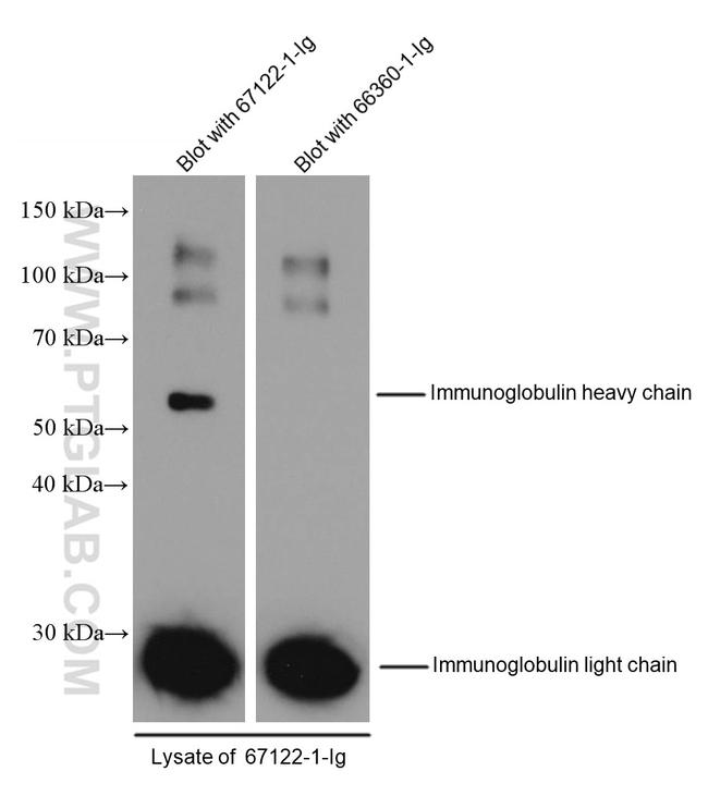 mFC tag Antibody in Western Blot (WB)