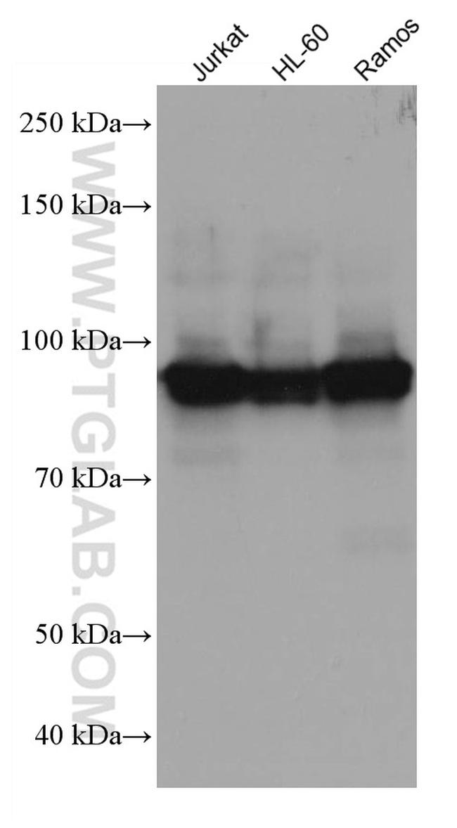 ELF1 Antibody in Western Blot (WB)