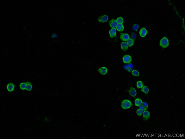 CDC25B Antibody in Immunocytochemistry (ICC/IF)