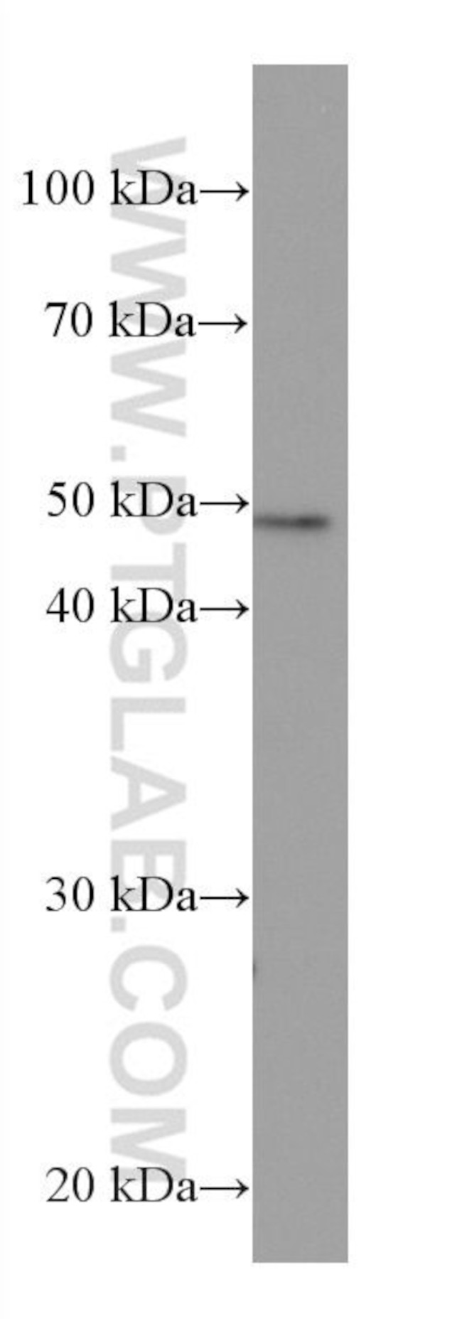HDAC3 Antibody in Western Blot (WB)