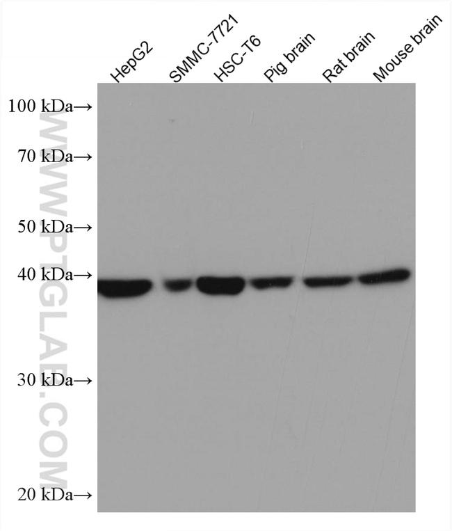 DRG2 Antibody in Western Blot (WB)