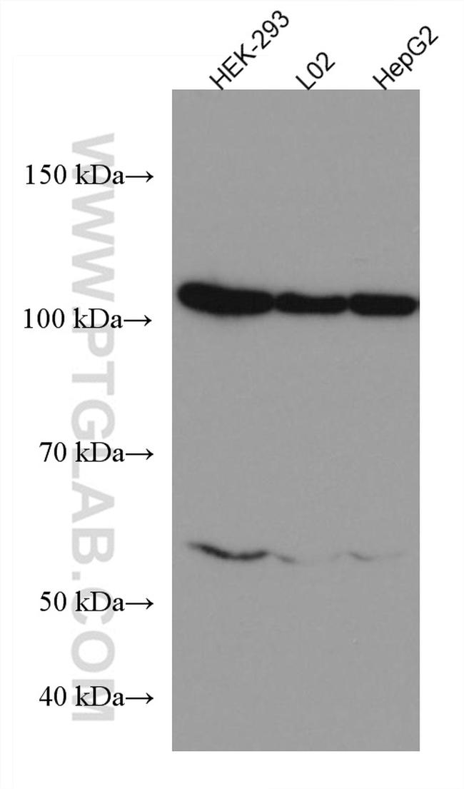 HSPA4 Antibody in Western Blot (WB)