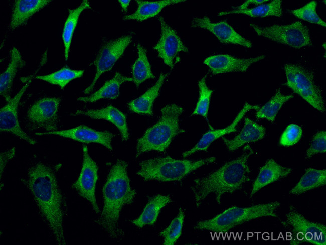 CUL2 Antibody in Immunocytochemistry (ICC/IF)