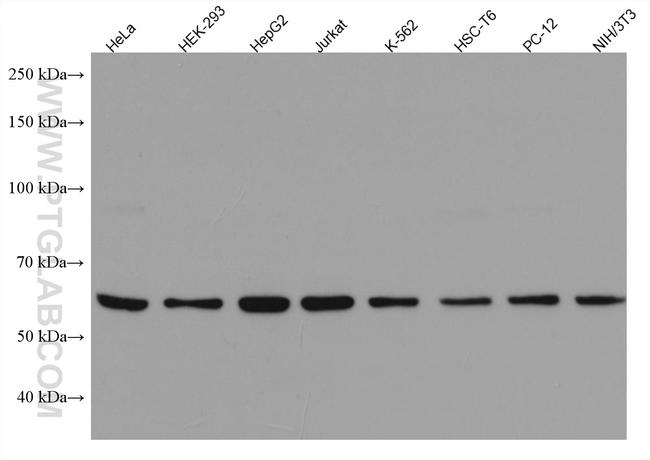 DMAP1 Antibody in Western Blot (WB)