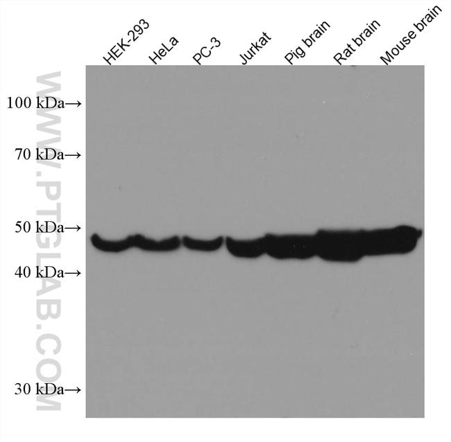 ENO1 Antibody in Western Blot (WB)