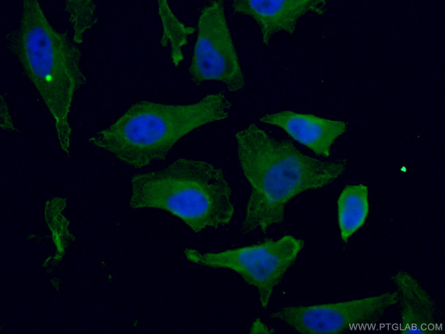 KIF20A Antibody in Immunocytochemistry (ICC/IF)