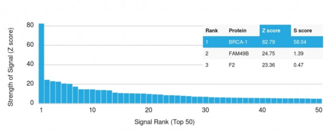 BRCA1 (Breast Marker) Antibody in Peptide array (ARRAY)
