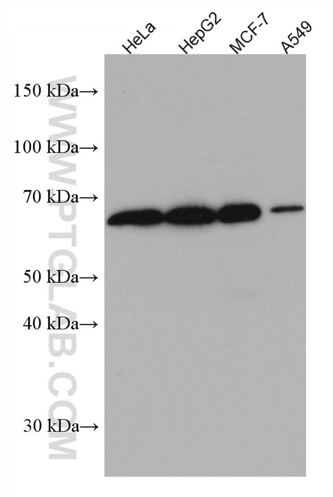 DTX2 Antibody in Western Blot (WB)