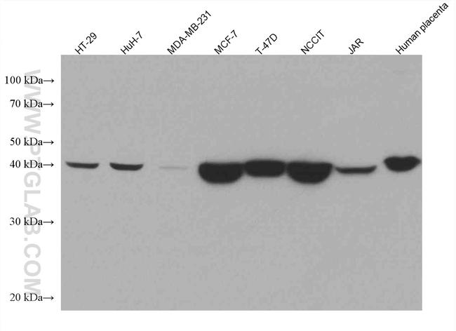 NANOG Antibody in Western Blot (WB)